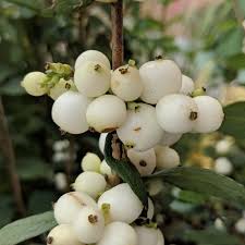 Attēlu rezultāti vaicājumam “Symphoricarpos albus fruit”