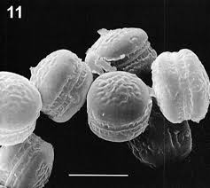 Attēlu rezultāti vaicājumam “Diderma testaceum spores”