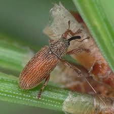 Attēlu rezultāti vaicājumam “Brachonyx pineti”