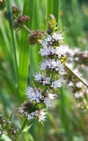 Attēlu rezultāti vaicājumam “Mentha spicata flower”