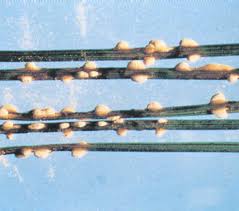 Attēlu rezultāti vaicājumam “Coleosporium sp.”