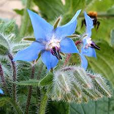Attēlu rezultāti vaicājumam “Borago officinalis leaf”