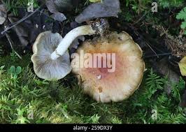 Attēlu rezultāti vaicājumam “Stropharia hornemannii”