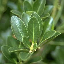 Attēlu rezultāti vaicājumam “Euonymus”