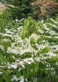 Attēlu rezultāti vaicājumam “Cnidium dubium leaf”