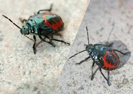 Attēlu rezultāti vaicājumam “Zicrona caerulea”