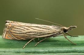 Attēlu rezultāti vaicājumam “Chrysoteuchia culmella”