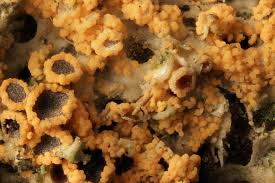 Attēlu rezultāti vaicājumam “Erythricium aurantiacum”