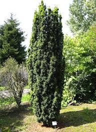 Attēlu rezultāti vaicājumam “Taxus baccata”