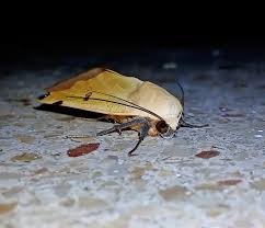 Attēlu rezultāti vaicājumam “Agonopterix ciliella imago”