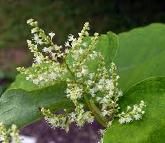 Attēlu rezultāti vaicājumam “Reynoutria sachalinensis flower”