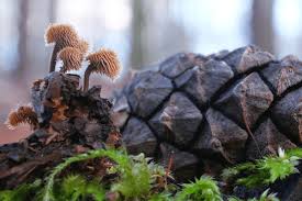 Attēlu rezultāti vaicājumam “Physarum auriscalpium”