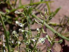 Attēlu rezultāti vaicājumam “Lepidium densiflorum bud”