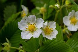 Attēlu rezultāti vaicājumam “Fragaria viridis flower”