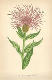 Attēlu rezultāti vaicājumam “Centaurea phrygia”