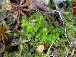 Attēlu rezultāti vaicājumam “Lophozia excisa”