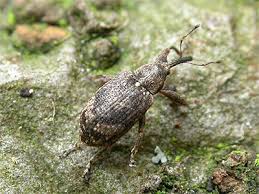 Attēlu rezultāti vaicājumam “Anthonomus pomorum”