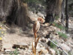 Attēlu rezultāti vaicājumam “Listera ovata fruit”