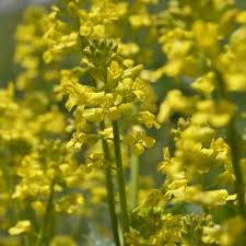 Attēlu rezultāti vaicājumam “Barbarea vulgaris subsp. arcuata flower”