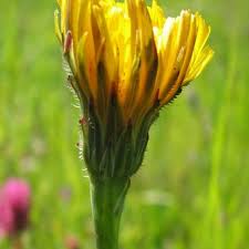 Attēlu rezultāti vaicājumam “Hypochaeris radicata bud”