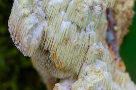 Attēlu rezultāti vaicājumam “Sarcodontia crocea”