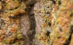 Attēlu rezultāti vaicājumam “Chaenotheca ferruginea”