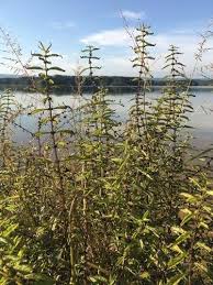 Attēlu rezultāti vaicājumam “Lycopus europaeus”