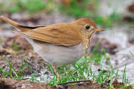 Image result for Catharus fuscescens