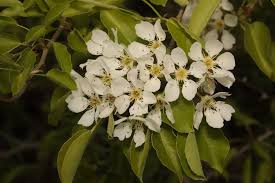 Attēlu rezultāti vaicājumam “Pyrus pyraster”