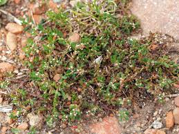 Attēlu rezultāti vaicājumam “Polygonum arenastrum leaf”