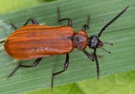 Attēlu rezultāti vaicājumam “Schizotus pectinicornis”