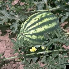 Attēlu rezultāti vaicājumam “Citrullus lanatus leaf”