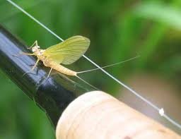Attēlu rezultāti vaicājumam “Heptagenia sulphurea female”