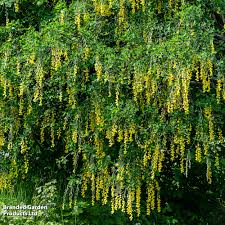 Image result for Laburnum anagyroides