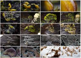 Attēlu rezultāti vaicājumam “Didymium serpula”