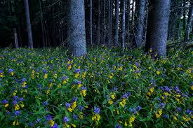 Attēlu rezultāti vaicājumam “Melampyrum nemorosum”