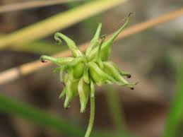 Attēlu rezultāti vaicājumam “Clematis fruit”