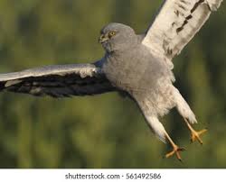 Attēlu rezultāti vaicājumam “Circus pygargus adult”