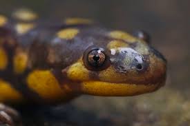 Attēlu rezultāti vaicājumam “Diderma tigrinum”