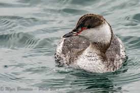 Image result for Podiceps auritus