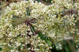 Attēlu rezultāti vaicājumam “Angelica sylvestris fruit”