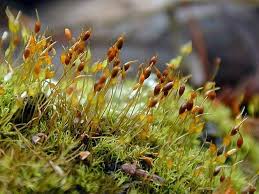 Attēlu rezultāti vaicājumam “Didymodon tophaceus sporophyte”