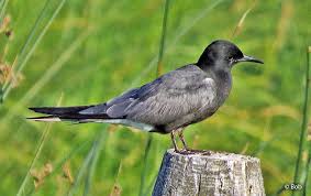 Attēlu rezultāti vaicājumam “Chlidonias niger”