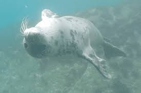 Image result for Wyndley Seals Snorkelling Club