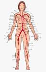 principal <b>arteries</b> of the
