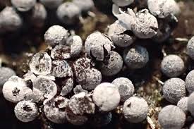 Attēlu rezultāti vaicājumam “Badhamia foliicola”