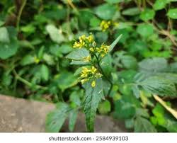 Attēlu rezultāti vaicājumam “Rorippa amphibia fruit”