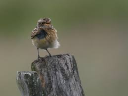 Attēlu rezultāti vaicājumam “Saxicola rubetra juvenile”