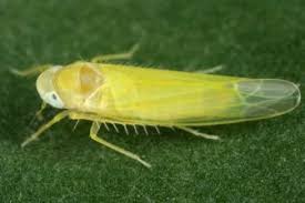 Attēlu rezultāti vaicājumam “Edwardsiana geometrica”