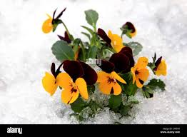 Image result for Viola x wittrockiana `Hiemalis`